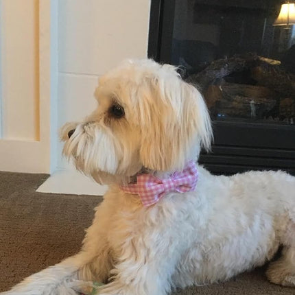 Lionet Paws Dog Collar with Bowtie, Comfortable Adjustable Cute Pink Gingham Bow Tie Collar for Female Puppies and Cats Gift, XXS, Neck 7-11 inches