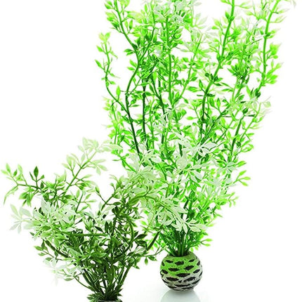 biOrb Winter Flower Plant Pack Medium