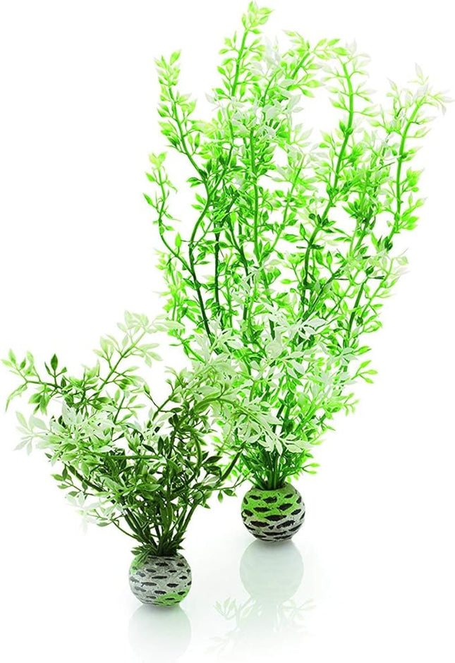 biOrb Winter Flower Plant Pack Medium