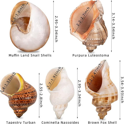 5PCS Large Hermit Crab Shells | Natural Sea Conch Size 2.8" - 3.9", Opening Size 1.5" - 2.5" | Turbo Seashells for Hermit Crab Supplies and Beach Decoration Large Sea Shell