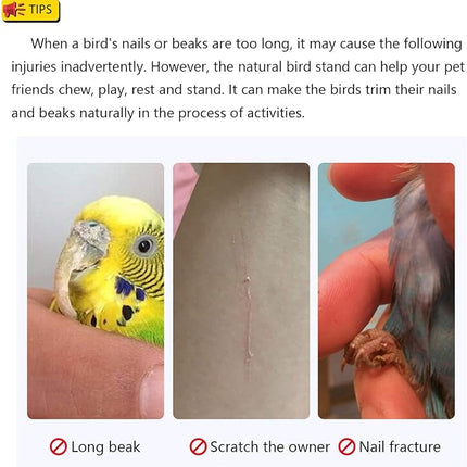 Bird Perch Stand Toy Natural Wood Parrot Perch Parakeet Cage Top Wooden Branches for Standing Toys for Small Medium Parrots Conure Budgie Lovebirds