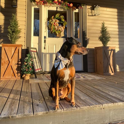 Lionet Paws Bowtie Dog Collar - Comfortable Silk Dog Collar with Detachable Bow Tie for Medium Dogs, Neck 13.5-22 Inches