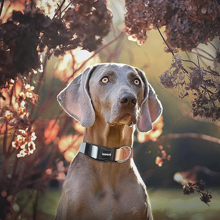 Roses&Poetry Dog Collar and Leash Set for Large Dogs, Reflective Dog Collars and Leades with Gradient Azure, Buckle Adjustable Durable Pet Collars Leash for Medium Large Dogs （Azure-L