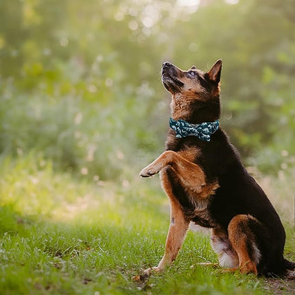 Elegant little tail Dog Collar, Dinosaurs Print Pet Collars with Bow Soft Cutton Boy Puppy Gift Adjustable Blue Bowtie Dog Collar for Medium Dogs