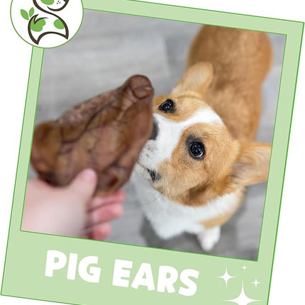 Nature Gnaws Pig Ears for Dogs (8 Count) - Thick Long Lasting for Aggressive Chewers and Large Dogs - Natural Pork Dog Chew Bones - Rawhide Free