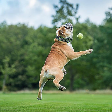 Elegant Little Tail Balls Print Summer Dog Collar with Bow Tie - Cute Bowtie Collar for Small, Medium & Large Dogs