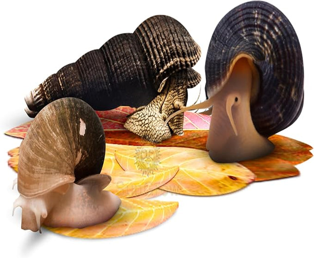 SunGrow 50 Pack Catappa Indian Almond Leaves for Snails and Crayfish, Mini Raw Dried Leaf for Fish Tank Aquarium, Maintains pH Levels