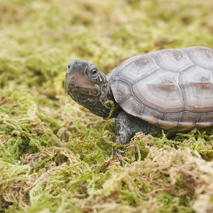 6.5oz Pure Natural Reptile Moss for Humidity, Great for Snakes, Turtle and Other Reptiles, Good for Terrariums for Reptiles & Amphibians