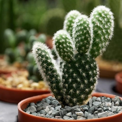 5lb Succulents and Cactus Green Zeolite, Décor & Additive Rocks, Natural Decorative Gravel for Bonsai, Fairy Gardening, DIY Projects, Vases Fillers, Terrarium