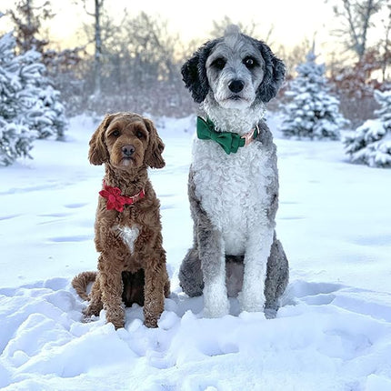 ARING PET Christmas Dog Collars with Bowtie, Cute Xmas Green Velvet Pet Bow Tie Collar with Metal Buckle for Puppy Small Medium Large Boy Girl Dogs-M
