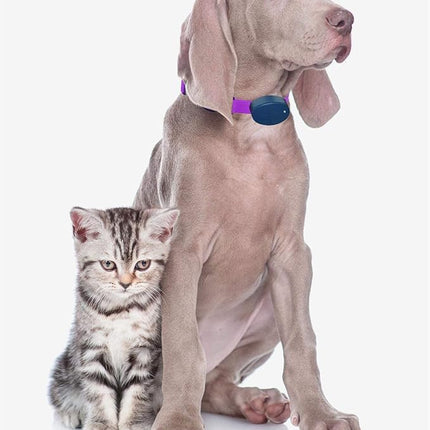 Extreme Dog Fence Dog Collar Replacement Strap - Bright Orange - Compatible with Nearly All Brands and Models of Underground Dog Fences