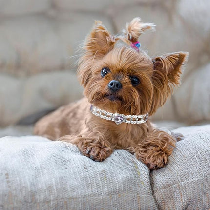 EXPAWLORER Cat Collar Leather with Bell and Safety Elastic Belt,Personalized Rhinestones Bling Adjustable Collars for Cats Kitty and Small Dogs,Pearl cat Collar Purple (Pearl)