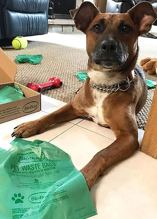 BioBag Premium Pet Waste Bags with Handles, Standard Size, 150 Count, Great For All Dog Breeds