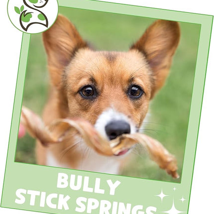 Nature Gnaws Bully Stick Springs for Dogs 7-8" (6 Count) - Long Lasting for Aggressive Chewers - Natural Curly Beef Dog Chew Bones - Rawhide Free