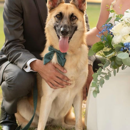 Lionet Paws Bowtie Dog Collar - Comfortable Silk Dog Collar with Detachable Bow Tie for Medium Dogs, Neck 13.5-22 Inches