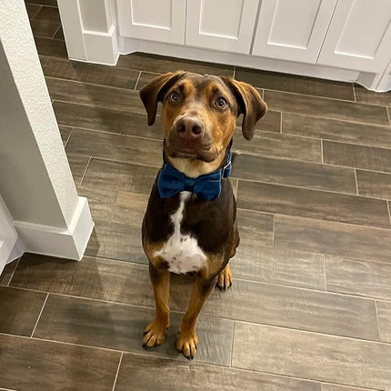 ARING PET Bowtie Dog Collar-Velvet Dog Collars with Removable Bowtie, Cute & Comfortable Dog Collar.