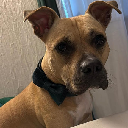 Lionet Paws Gird Dog Collar with Plastic Buckle, Cotton Fall Winter Bowtie Collar, Light Adjustable Collars for Small Medium Large Dogs