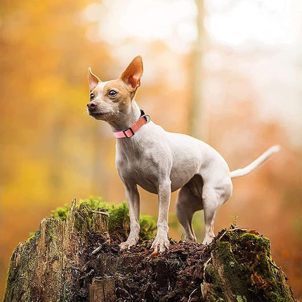 Roses&Poetry Reflective Dog Collar and Leash for Large Dogs, Purple Collars with Leashes Set, Adjustable Durable Pet Personalized Collars Leash for Medium Large Dogs （Mistyrose-L