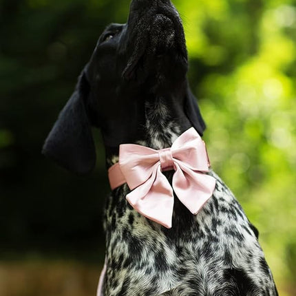 Lionet Paws Bowtie Dog Collar - Comfortable Silk Dog Collar with Detachable Bow Tie for XLarge Dogs, Neck 16-26 Inches