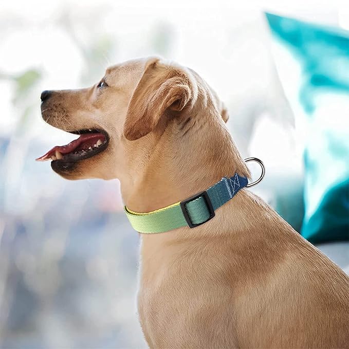 Roses&Poetry Dog Collars for Medium Dogs with Gradient Amber, Yellow Reflective Dog Collar Adjustable Mediums Pet Collars for Small Medium Large Dogs (Amber-M)