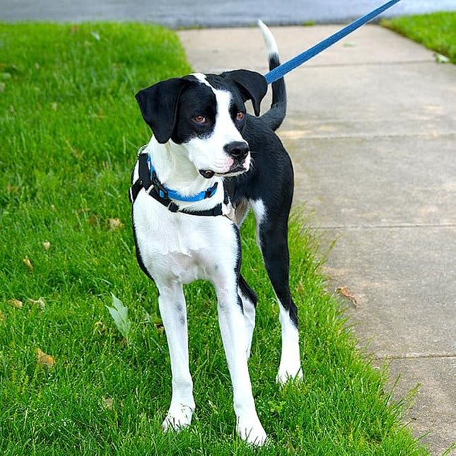 Blue Dog Collar Basic Adjustable Dog Collars for Puppy Small Medium Large Dogs Girls with Breathable Quick Release Nylon Pet Collar