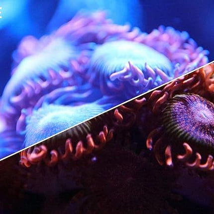 UV Coral Viewing Glasses