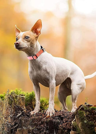 Roses&Poetry Reflective Dog Collar with Gradient Mistyrose, Adjustable Durable Pet Collars for Small Medium Large Dogs (Mistyrose-S)