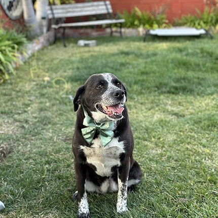 Lionet Paws Bowtie Dog Collar - Comfortable Silk Dog Collar with Detachable Bow Tie for Medium Dogs, Neck 13.5-22 Inches