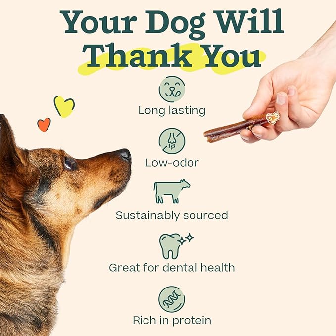 WOOF Bully Sticks Dog Treats - Chew Sticks for Dogs - Long-Lasting Dog Chew Treats - Made with Free-Range, Grass-Fed Beef - 12" Sticks - 5pk