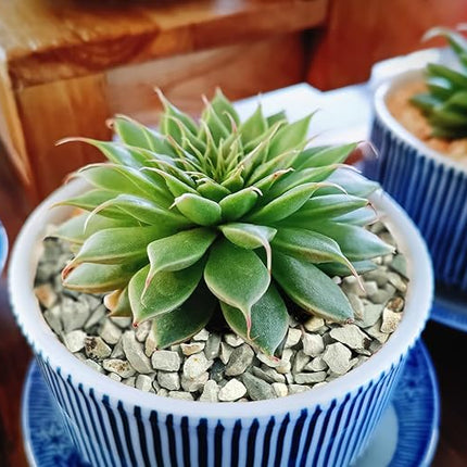 5lb Succulents and Cactus Green Zeolite, Décor & Additive Rocks, Natural Decorative Gravel for Bonsai, Fairy Gardening, DIY Projects, Vases Fillers, Terrarium