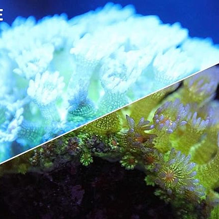 UV Coral Viewing Glasses