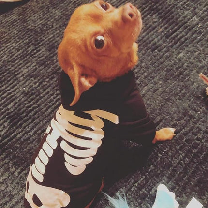 Halloween Pet Dog Cat Skull Hoodies Glowing Skeleton Bones Costume Outfit for Dogs Cats (L)