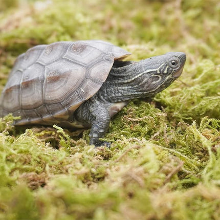 6.5oz Pure Natural Reptile Moss for Humidity, Great for Snakes, Turtle and Other Reptiles, Good for Terrariums for Reptiles & Amphibians