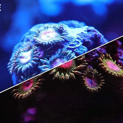 UV Coral Viewing Glasses