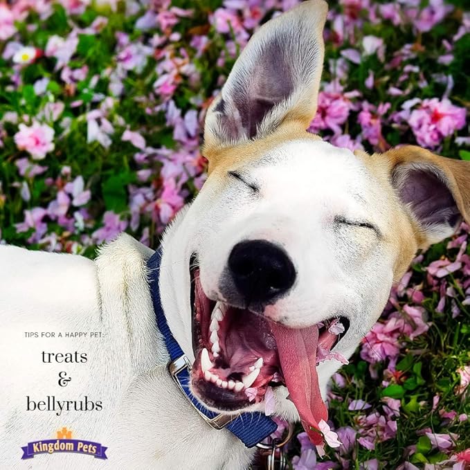 Duck Jerky & Sweet Potato Dog Treats with Only 4 Ingredients and No Fillers, 3 Pound Bag