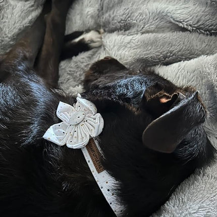 Elegant little tail Dog Collar, Dog Collar with Flower, Boy Girl Dot Cute Pet Collar Flower Dog Collars Adjustable Dog Collar for Medium Dogs