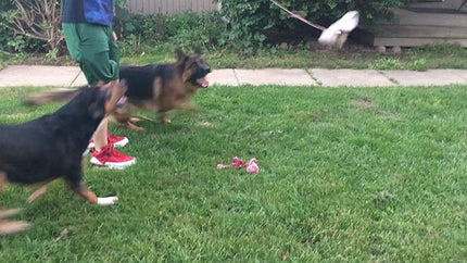 Jalousie Dog Flirt Pole Compatible Toys - Three Squeaky Plush Toys - Dog Teaser Wand Refill Pack