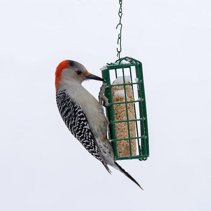 C&S Berry Delight No Melt Suet Dough 11.75 Ounces, 12 Pack