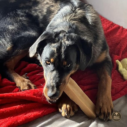 Bully Bunches Mega Authentic Yak Cheese Himalayan Chews for Giant Dogs & Super Aggressive Chewers - All Natural Dog Treat Dental Chews, Made with Real Yak Milk - Lactose & Rawhide Free (4 PK)