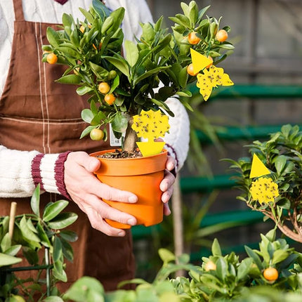 60 Pack Fruit Fly Trap, Fungus Gnat Trap Killer Protect Plants Indoor Outdoor, Double Sided Yellow Bug Sticky Traps for Fungus Gnat, Fruit Fly and Other Insects