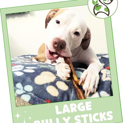 Nature Gnaws Large Bully Sticks for Dogs 5-6" (10 Count) - Thick Long Lasting for Aggressive Chewers and Large Dogs - Natural Beef Dog Chew Bones
