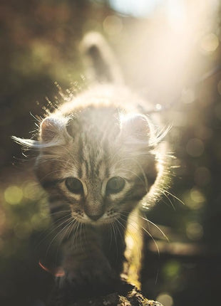 Cat Flea & Tick Collar - Premium Plant-Based Essential Oils, Waterproof, 6-Month Protection for Small Kittens, 1 Pack