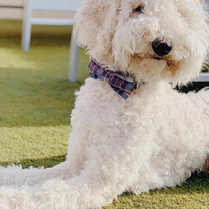 Lionet Paws Dog and Cat Collar with Bowtie Grid Collar Plastic Buckle Light Adjustable Collars for Small Medium Large Dogs