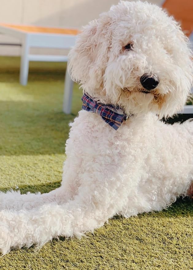 Lionet Paws Dog and Cat Collar with Bowtie Grid Collar Plastic Buckle Light Adjustable Collars for Small Medium Large Dogs