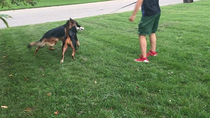 Jalousie Collapsible Dog Flirt Pole with Three Squeaky Toys Plush Toys Dog Teaser Wand Chase it Toy with Refills Upgraded Rope