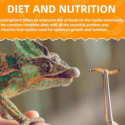 6 Pack Canned Superworms for Reptiles, Fish, Birds and Small Animals, Super Worms, Healthy High Protein Treat for Reptile Bird Fish Food 7.2 Ounces Total