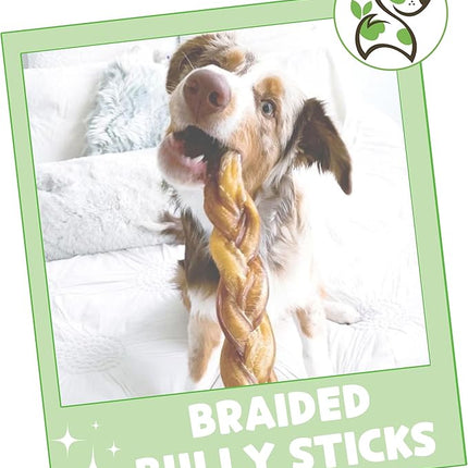 Nature Gnaws Braided Bully Sticks for Dogs 11-12" (5 Count) - Long Lasting for Aggressive Chewers and Large Dogs - Natural Beef Dog Chew Bones