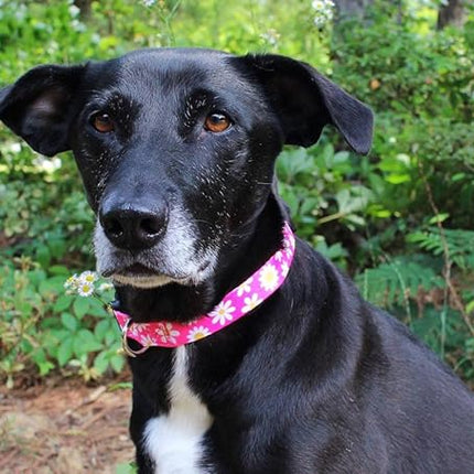 Limeloot Pink Daisy Dog Collar, Spring Summer Dog Collar for Female Dogs, Small