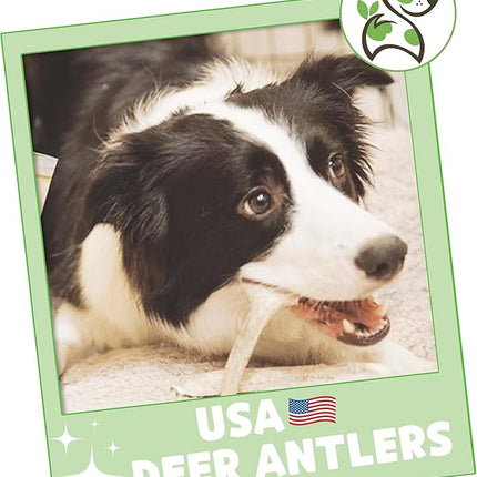 Nature Gnaws USA Deer Antlers for Dogs 4-7" (3 Count) - Mix of Split and Whole Pieces - Long Lasting for Small and Medium Breeds - Natural Dog Chew Bones