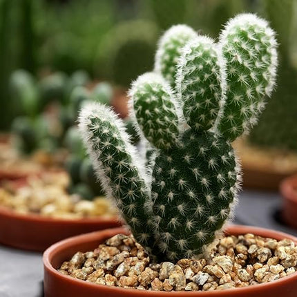 5lb Succulent and Cactus Maifanitum Stones, Décor & Additive Rocks,DIY Rocks Gravel for Bonsai, Fairy Gardening, Vases Fillers, Terrarium